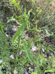 Calystegia sepium limnophila
