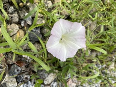 Calystegia sepium limnophila