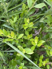 Vaccinium tenellum