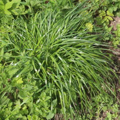 Lolium giganteum