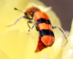 Trichodes bibalteatus