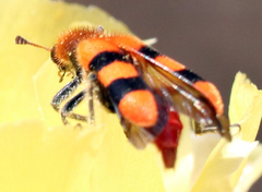 Trichodes bibalteatus
