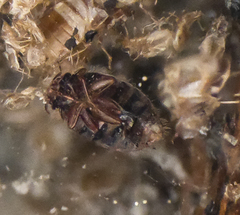 Oeciacus vicarius