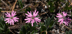 Silene hookeri