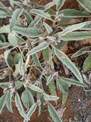 Solanum coactiliferum