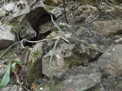 Selenicereus spinulosus