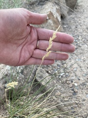 Poa fendleriana