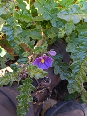 Solanum petrophilum