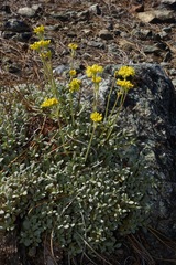 Eriogonum libertini