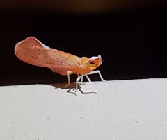 Apache degeeri
