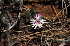 Silene hookeri