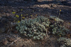 Eriogonum libertini