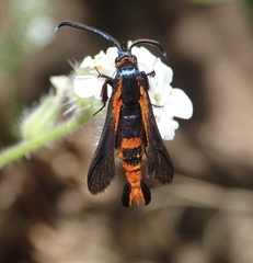 Synanthedon polygoni