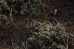 Eriogonum libertini