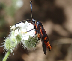 Synanthedon polygoni