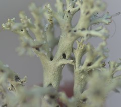 Cladonia perforata image