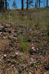 Silene hookeri