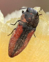 Acmaeodera robigo
