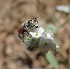Proteriades