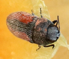 Acmaeodera robigo
