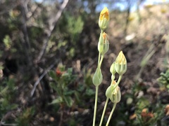 Blackstonia acuminata