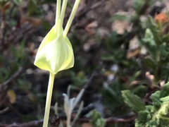 Blackstonia acuminata