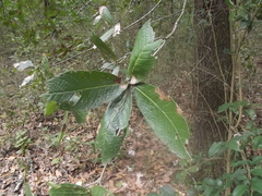 Quercus rysophylla