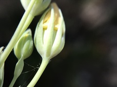Blackstonia acuminata