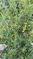 Eryngium planum