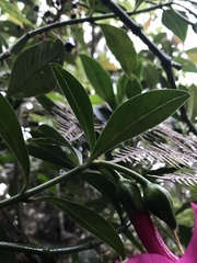 Symbolanthus anomalus