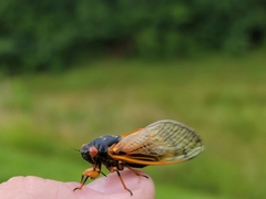 Magicicada cassinii