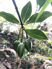 Symbolanthus anomalus