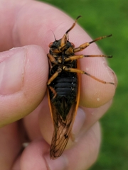Magicicada cassinii