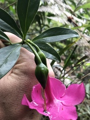 Symbolanthus anomalus