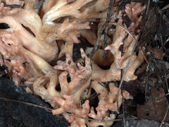 Ramaria botrytoides