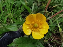 Ranunculus acris