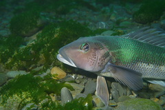 Parapercis colias