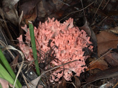 Ramaria botrytoides