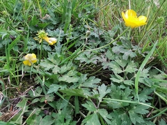 Ranunculus acris