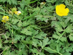 Ranunculus acris