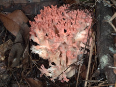 Ramaria botrytoides