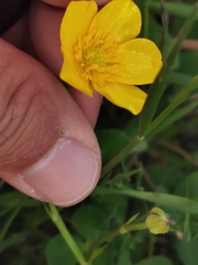 Ranunculus acris