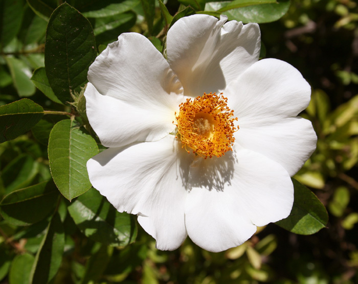 琉球野薔薇 馬祖燕鷗保護區植物 含小坵 Inaturalist