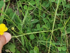 Ranunculus acris