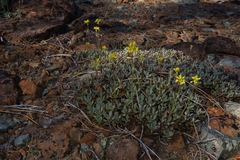 Eriogonum libertini