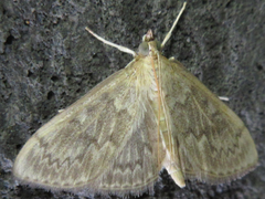 Sitochroa verticalis
