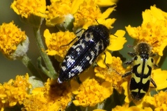 Acmaeodera acuta