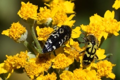 Acmaeodera acuta