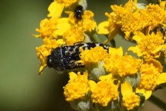 Acmaeodera acuta
