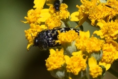 Acmaeodera acuta